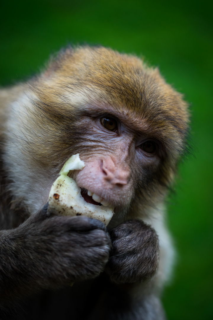 Affe Lässt Es Sich Schmecken