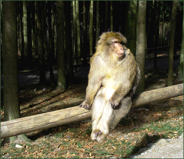 affe macht es sich gemütlich