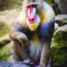 Affe Mandrill