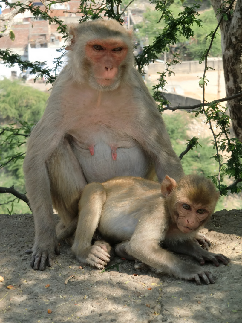 Affe mit Baby - Wildlife - Monkey with baby