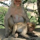 Affe mit Baby - Wildlife - Monkey with baby