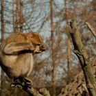 Affe mit einer Sonnenbrille