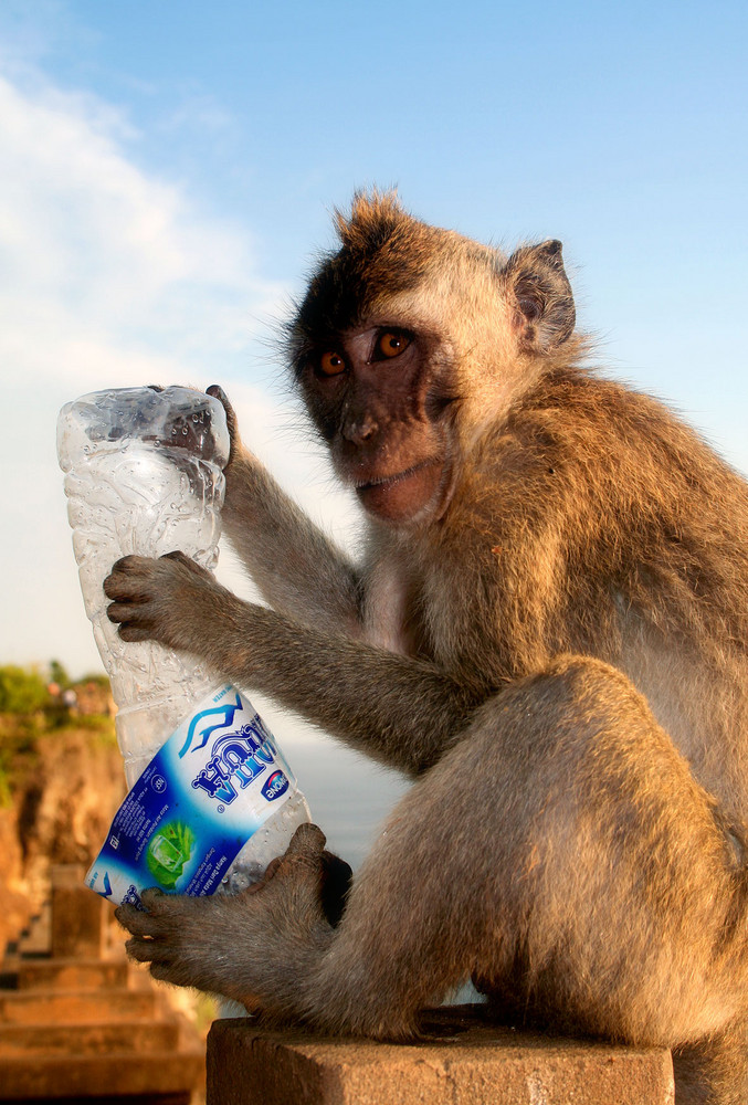 Affe mit Ex-Sprudelflasche auf Bali