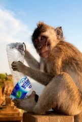 Affe mit Ex-Sprudelflasche auf Bali