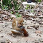 Affe mit Flasche