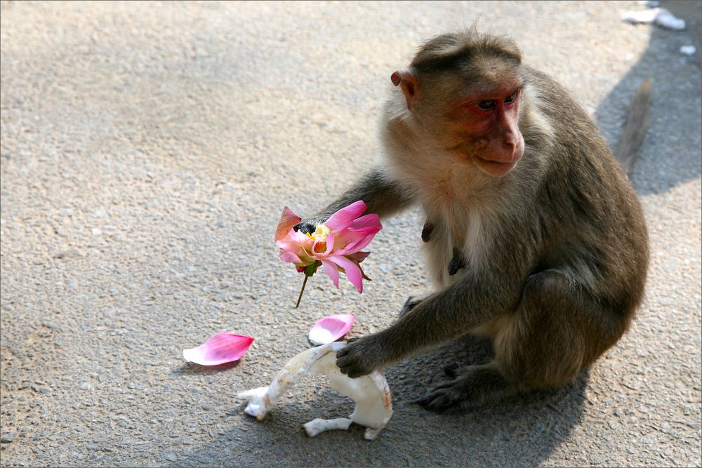 Affe mit Lotus und Kokosnussfleisch Foto & Bild tiere, asien, affen Bilder auf