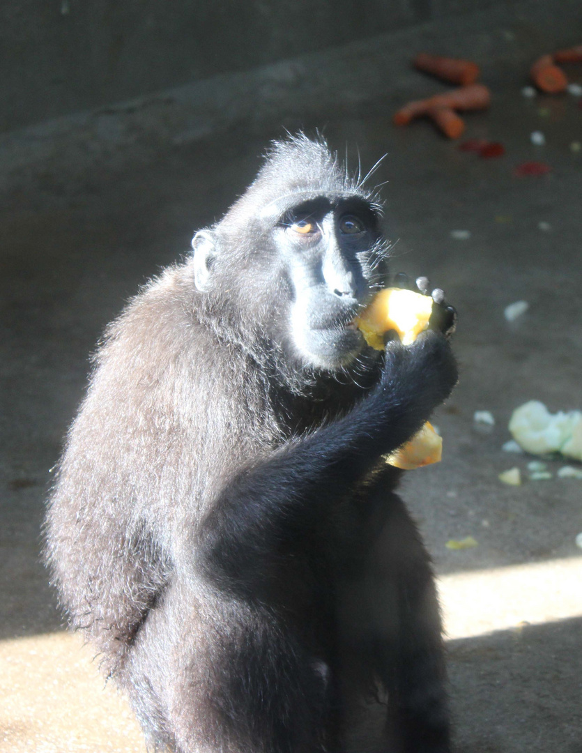 Affe mit Melone