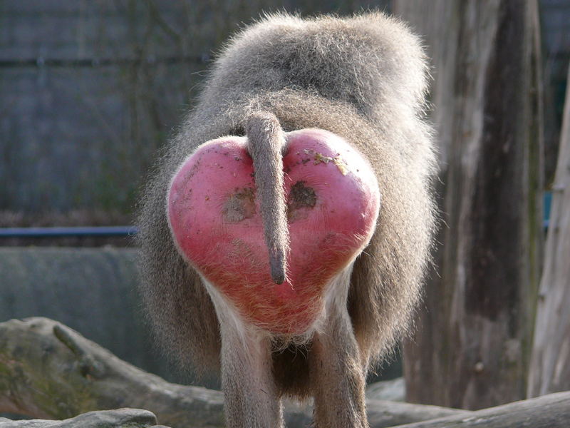Affe mit viiiel Herz
