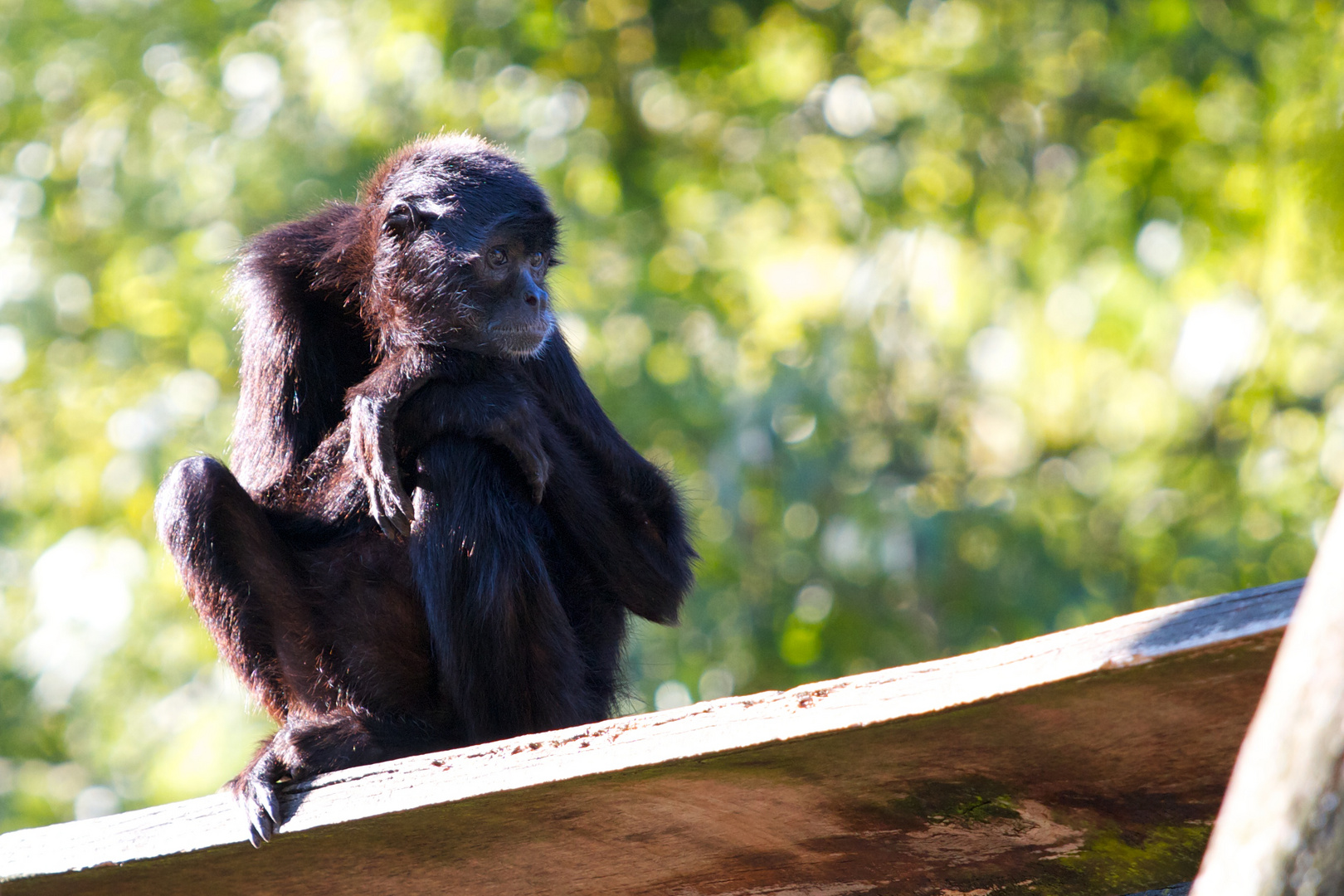 Affe mit Weitblick