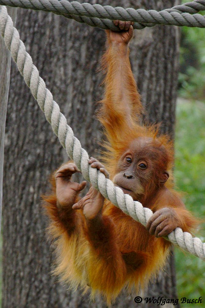 Affe oder Hampelmann? Das ist hier die Frage!