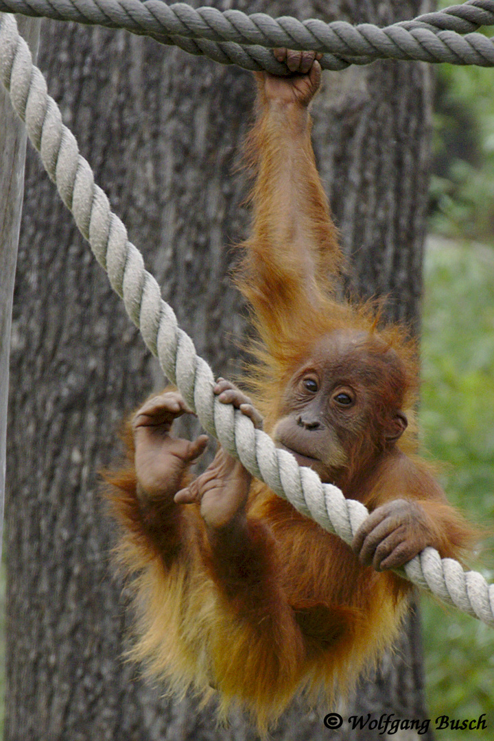 Affe oder Hampelmann? Das ist hier die Frage!