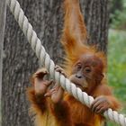 Affe oder Hampelmann? Das ist hier die Frage!