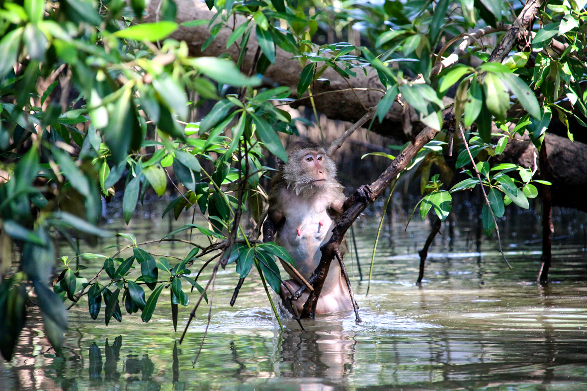 Affe (Samut Songkhram)