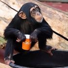 Affe - Schimpanse 