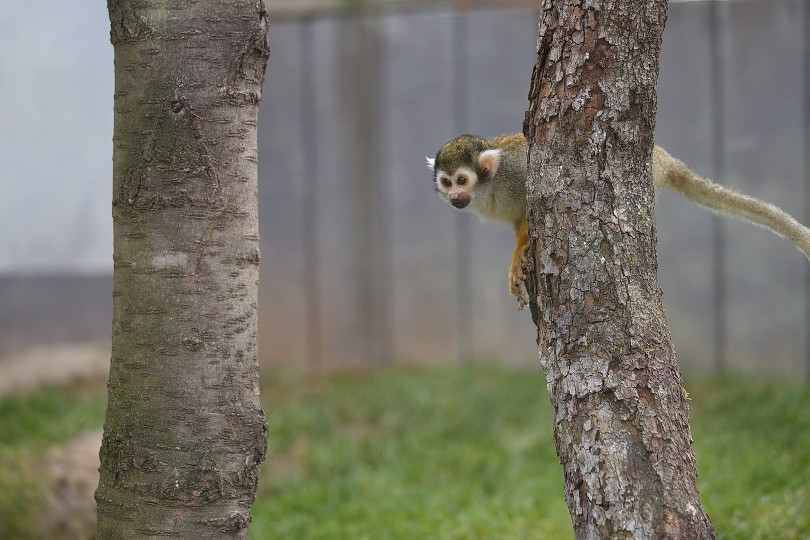 Affe; Totenkopfäffchen