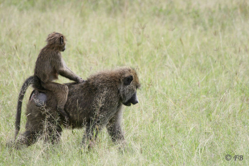 Affe Tsavo Ost Nationalpark Kenya