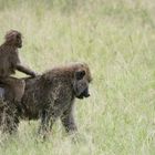 Affe Tsavo Ost Nationalpark Kenya