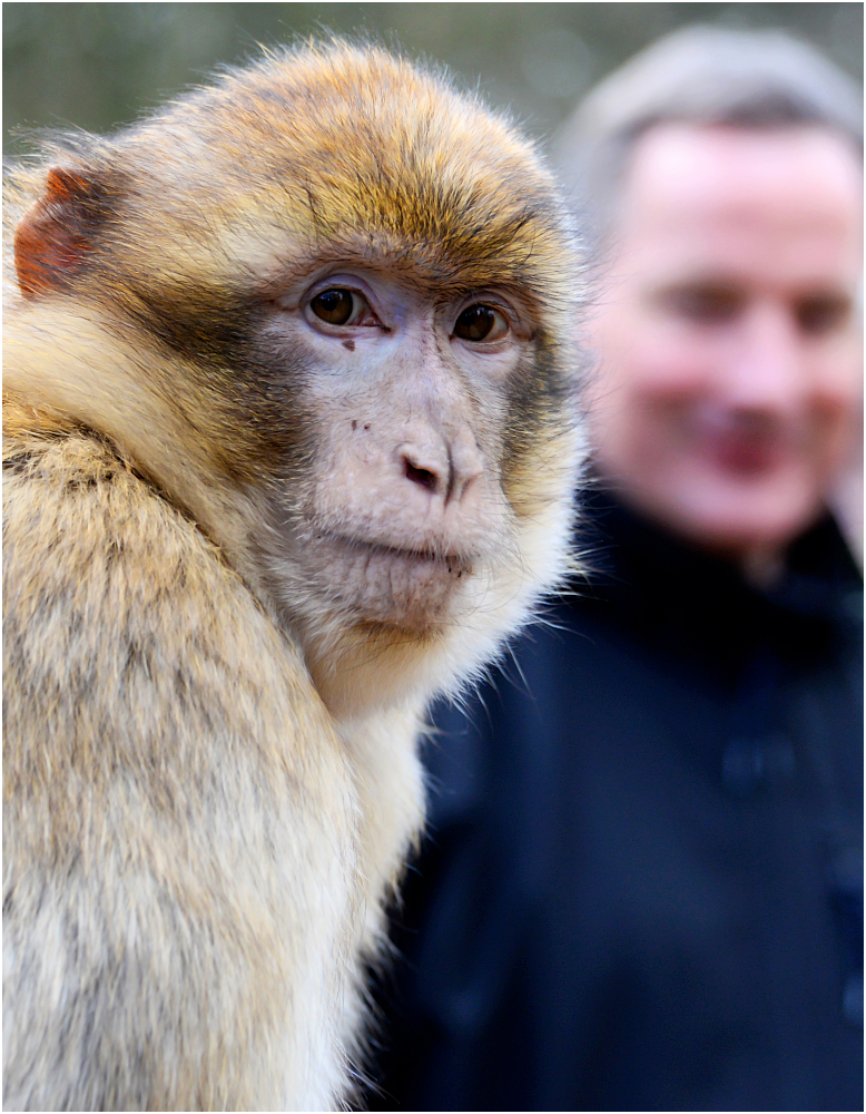 Affe und Mensch