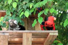 Affe und Papagei im Butterfly Garden in Paarl Südafrika