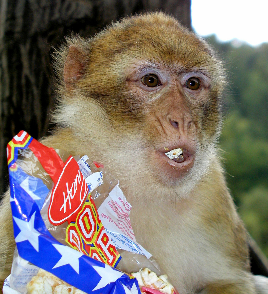Affe und Popcorn Foto & Bild tiere, zoo, wildpark Affe und Popcorn Foto & Bild tiere, zoo, wildpark