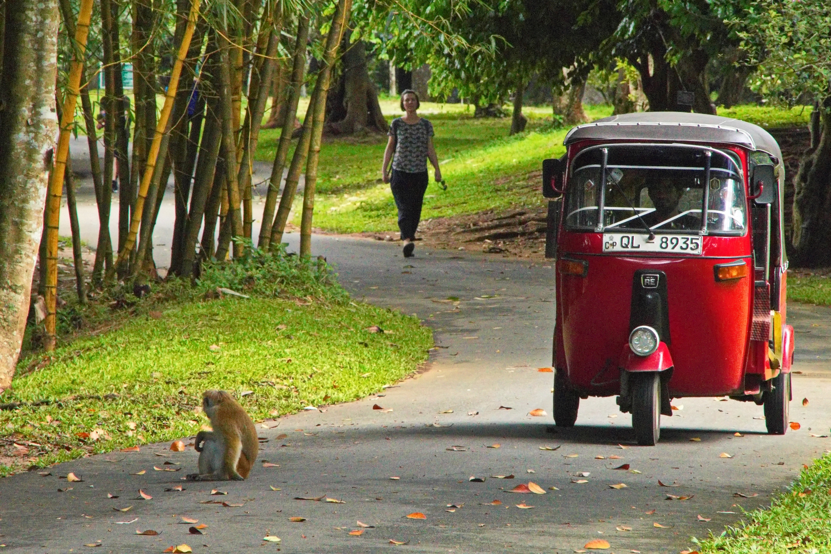 Affe und Tuk Tuk