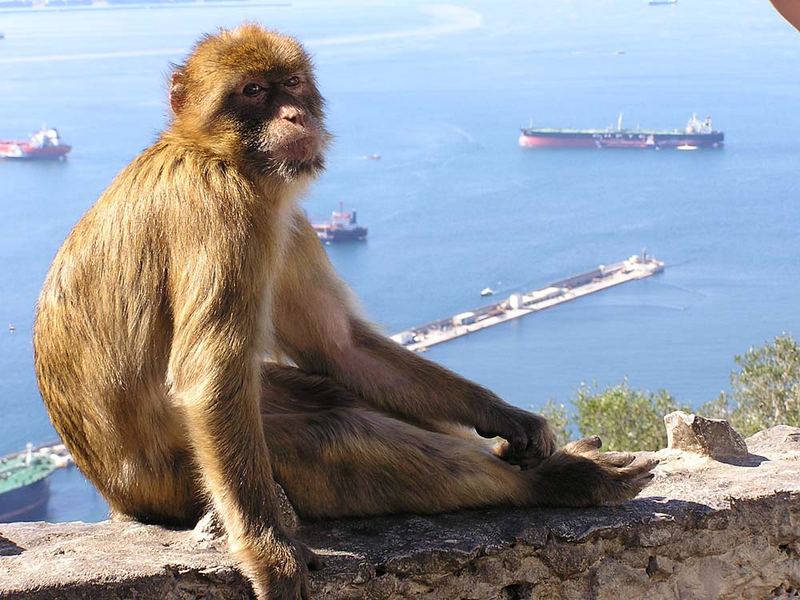 Affe vor Schiffen in Gibraltar