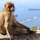 Affe vor Schiffen in Gibraltar