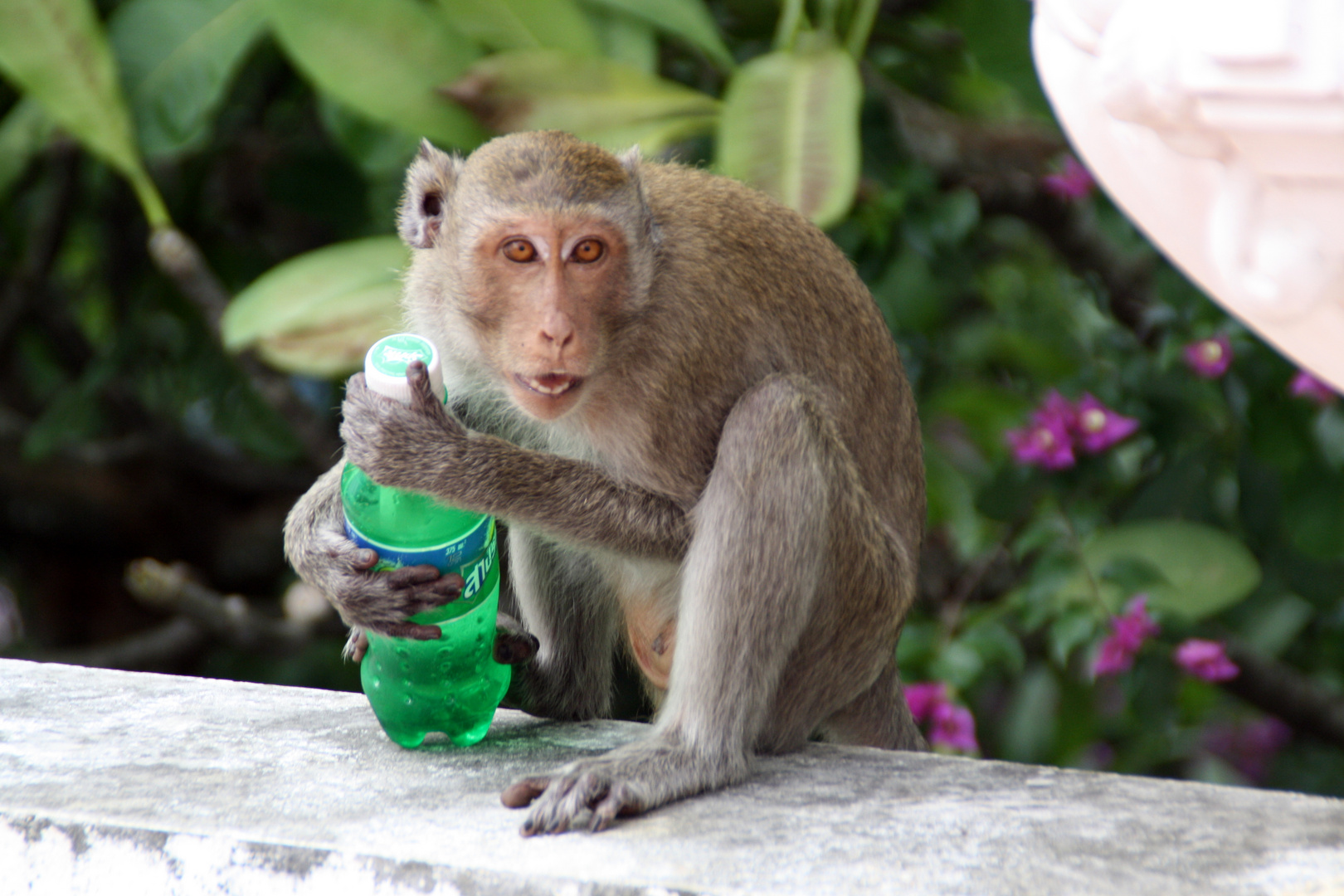 Affe vs. Getränkeflasche