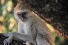 AFFE Wildlife Sambia A-94col