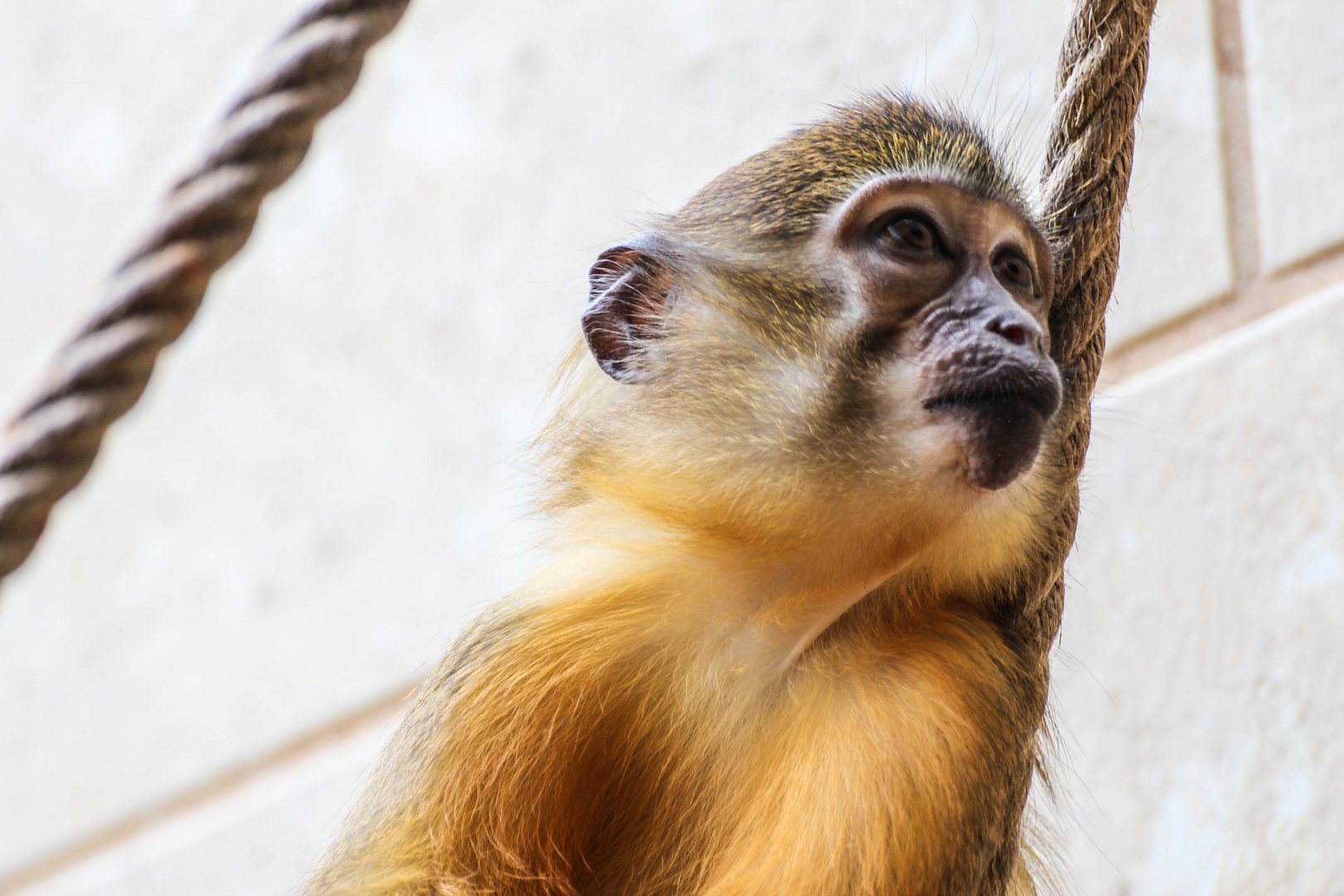 Affe Zoo Wuppertal