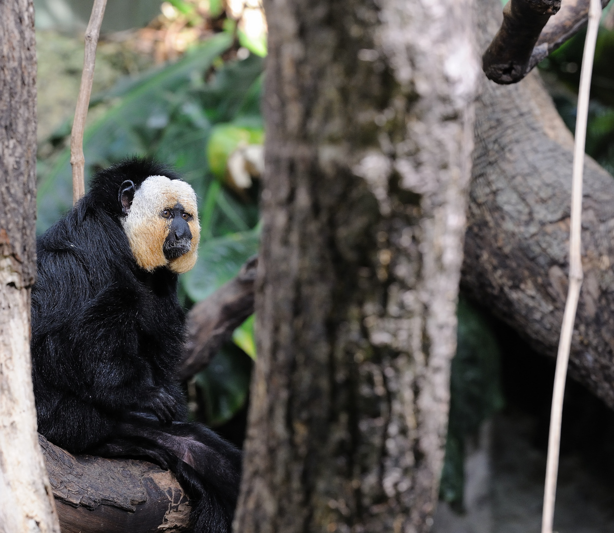 Affe Zoo-Zürich