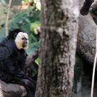 Affe Zoo-Zürich