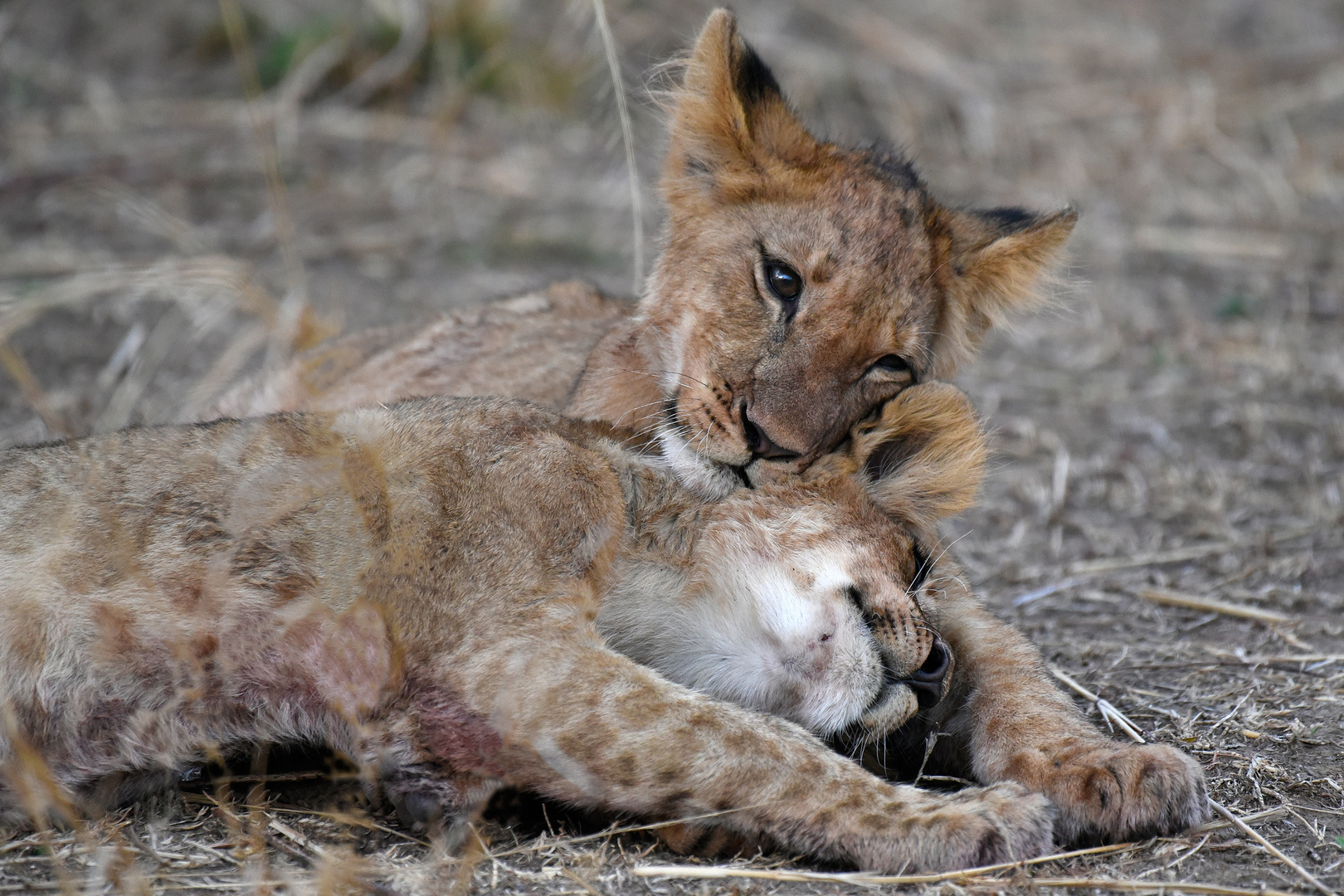 Affection between siblings