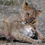 Affection between siblings