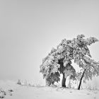 Affection dans un ciel oublié