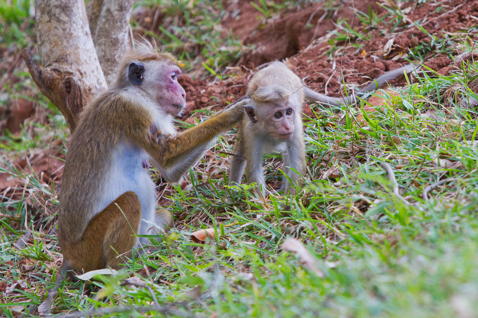 Affen am Sigiriya - Sri Lanka