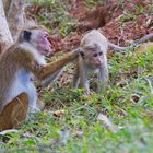 Affen am Sigiriya - Sri Lanka