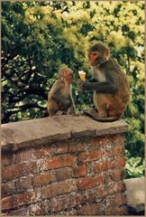 Affen am Stupa von Swayambunath, Kathmandu, Nepal