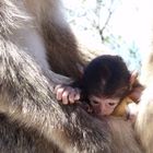 Affen auf dem Felsen von Gibraltar