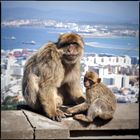 Affen auf Gibraltar