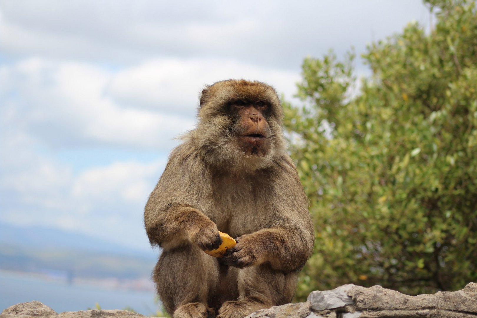 Affen auf Gibraltar