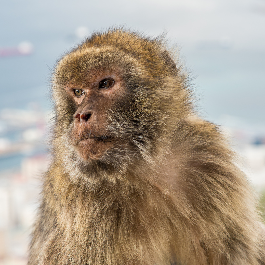 Affen auf Gibraltar