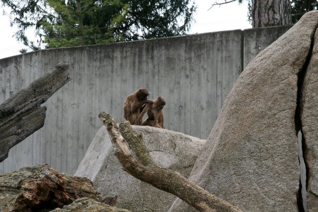 Affen beim lausen