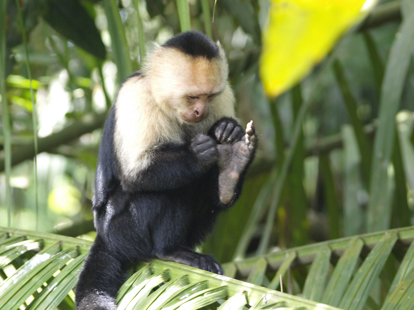 Affen - Costa Rica