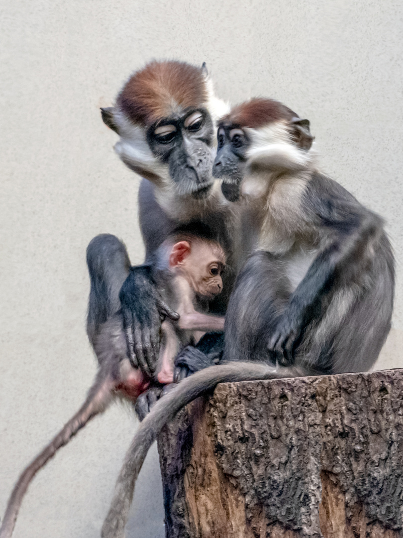 Affen-Familie