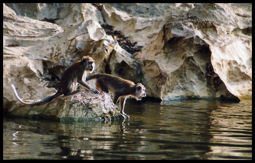 Affen im Khao Sok Nationalpark, Thailand