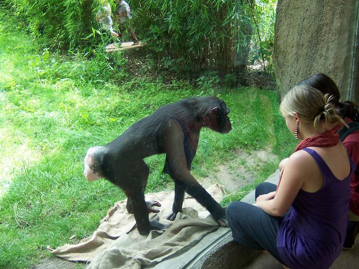 Affen im Leipziger Zoo