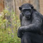 Affen im Münsteraner Zoo #1