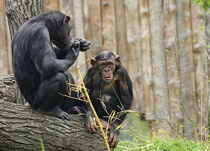 Affen im Münsteraner Zoo #2