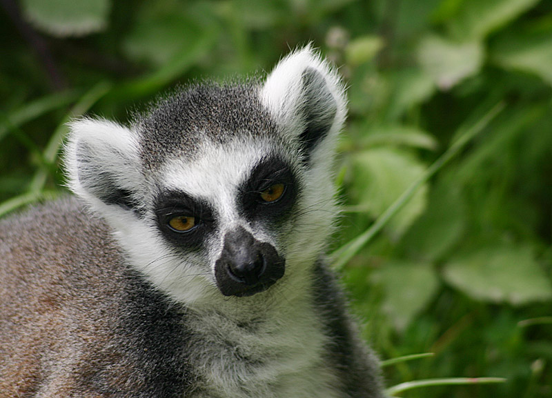 Affen im Münsteraner Zoo #3